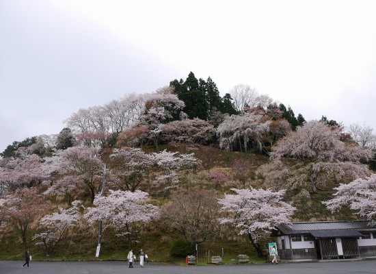 ディープな吉野の歩き方 嵐山の桜